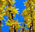 Garten Pflanzen Fruehjahrsblueher Forsythie im Garten